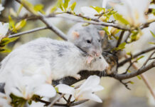 New study shows rats can make friends