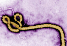 First Ebola infection in 27 years – WHO is very concerned