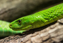 After a snakebite: man takes deadly revenge