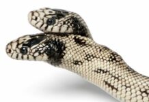 What is the two-headed serpent called and what is its meaning?