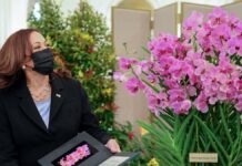 Orchid named after US Vice President Harris