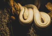 Boas and pythons, what are the differences between these snakes?