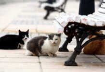 On the cat patrol: the couple take care of cats that live in the wild – and are attacked for it