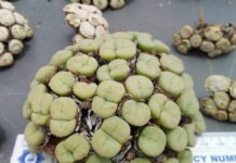 Black market for smuggled plants is booming