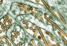 Scientists calculate the chances of another pandemic occurring