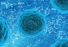 Stem cells: types and how they develop