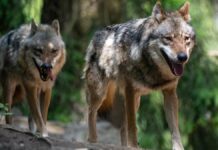 Great danger from wolf in Lower Saxony – desperate shepherds sound the alarm