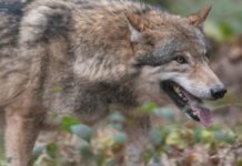 After wolf attack: Farmer causes a stir with unsavory protest