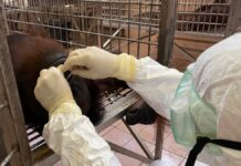 Corona stick tests on orangutans in Malaysia for the first time