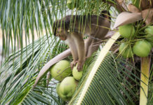 Gatherer monkeys in Thailand Culture or abuse?