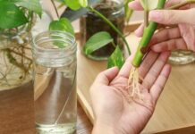 What are the plants that reproduce by cuttings?
