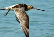 57 hours flown in vain: the common godwit has to turn around