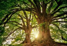 The amount of oxygen that a tree produces and other curiosities