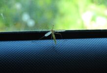 How to get rid of car mosquitoes with ease