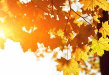 Is the golden autumn coming? Weather expert with a clear forecast
