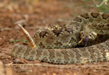 Rattlesnakes and their sonic deception