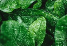 What happens to your plants if you water them with chlorinated water?