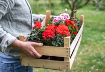 The fastest growing plants for impatient gardeners