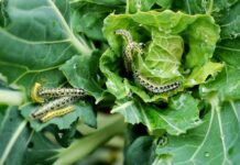 The insects that can kill your garden and how to get rid of them
