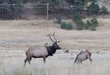 Elk in the USA freed from tires after two years
