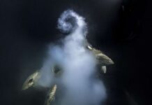 Best wildlife photo 2021 shows "unearthly beauty"