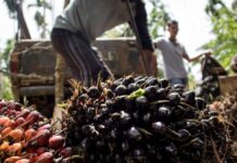 Indigenous people are resisting the palm oil industry