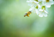 Bees and fish 'communicate' with the help of a translator robot