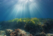 The Mediterranean, a sea in danger of extinction