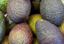 Duden book: What avocados have to do with the sexual organs