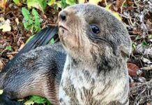 Baby fur seal rescued from street near San Francisco
