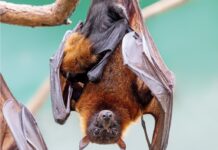 Why is it better to hold a baby with the left arm? Something that many mammals have in common