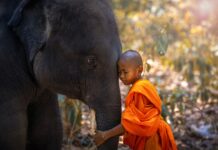 Poaching is causing elephants to be born without tusks