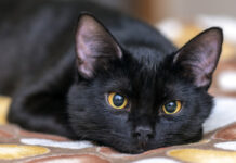 Where do the superstitions related to black cats come from?