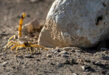 "Extraordinary" storm in Egypt: 500 people stung by scorpions