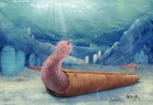 Cambrian penis worms would have been the first hermits