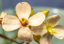 They discover how plants avoid blooming in the middle of winter