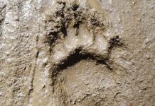 Some mysterious footprints from 3.7 million years ago were left by humans and not bears