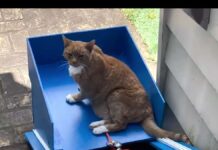 The 20-year-old tomcat hardly comes up the stairs – the owner builds an elevator for him