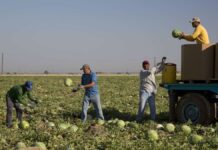 "Inhumane Working Conditions": Modern Slavery Uncovered in Georgia