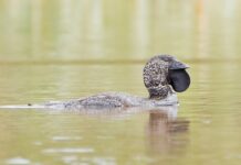 A talking duck leaves the scientific community speechless