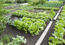 Regenerative agriculture: the potential of a still little known alternative