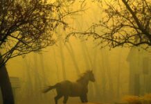 Thousands are fleeing wildfires in Colorado, USA