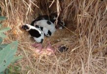 Christmas miracle à la "Jungle Book": Baby is saved by animals