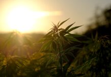 What is CBD and what is it for?