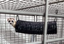 This ferret clone is the only hope for the survival of its species