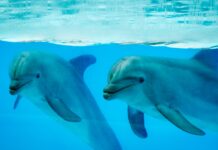 Dolphin females have a clitoris very similar to that of women