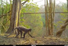 More than 220 new species discovered in the Mekong in one year