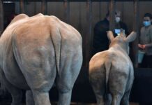Mysterious death of rhinos in Erfurt Zoo