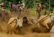 Sumatra's wild "Pacu Jawi" race