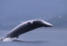 Iceland bans controversial whaling – trigger is not animal welfare